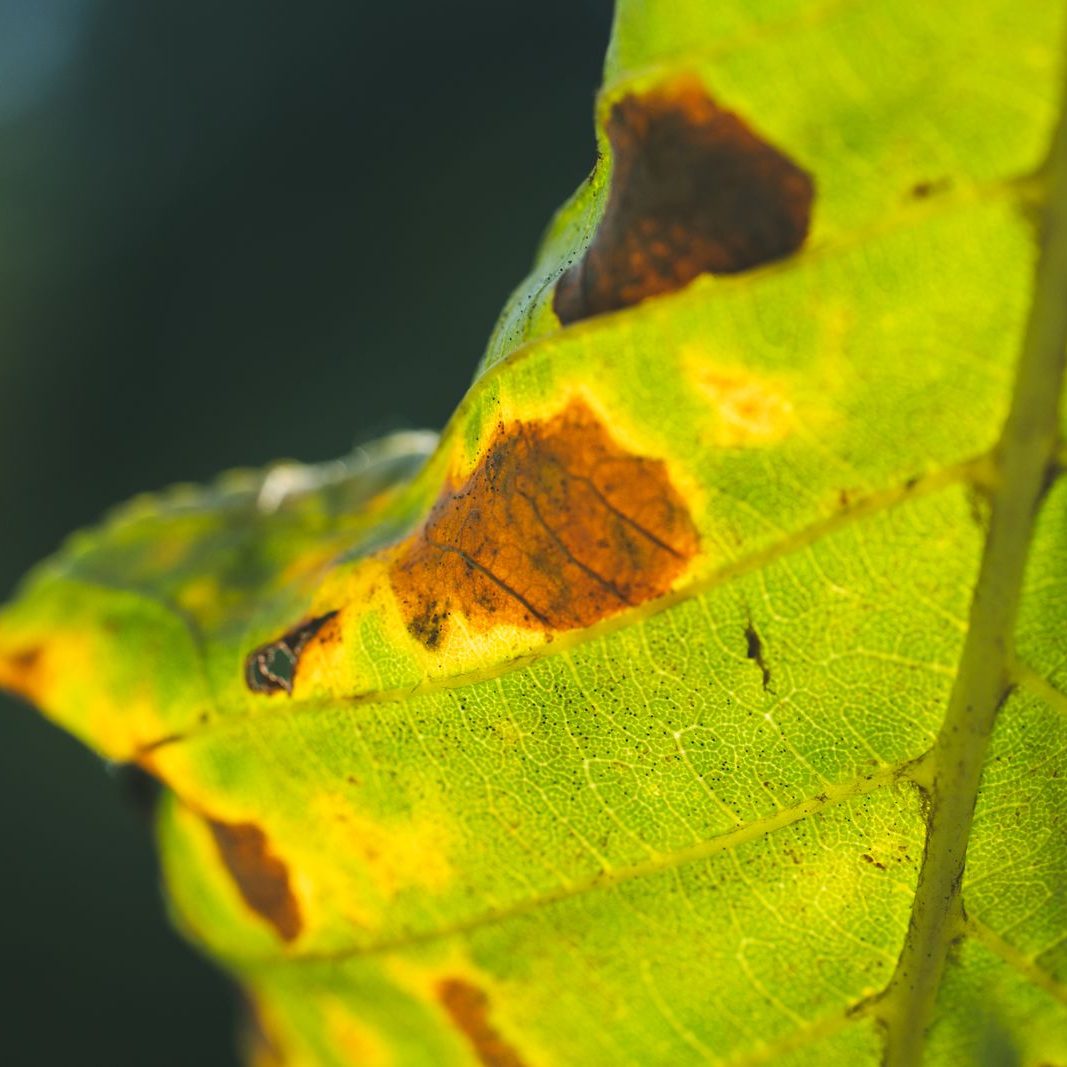 Backlit green leaf with rust-brown fungal leaf spot blotches