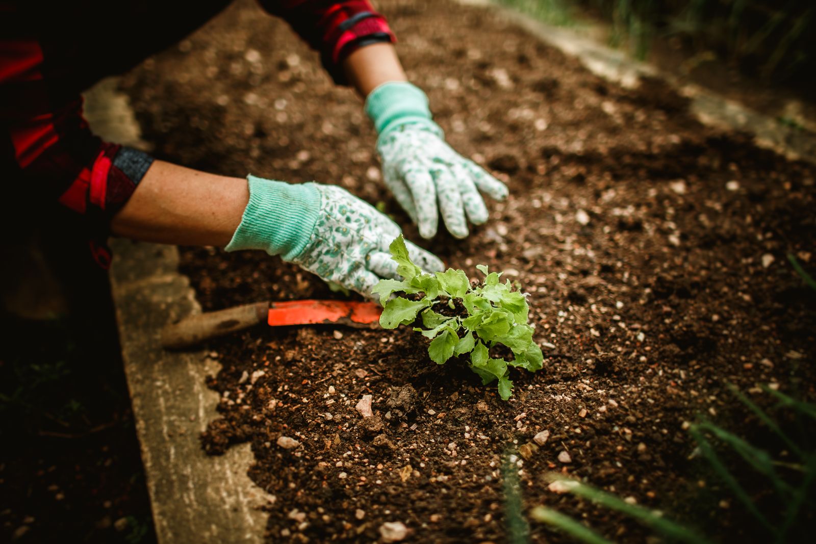 Gloved hands planting a seedling in garden soil